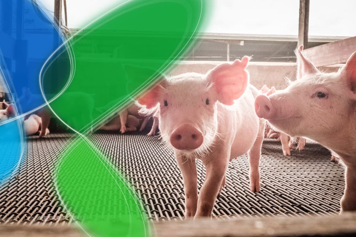 Higiene i Bioseguretat